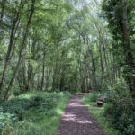 Photo showing a surfaced path leading through shady woodland. A bench sits beside the tall trees that stand either side of the path.