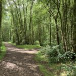 Photo showing a surfaced path leading through shady woodland.