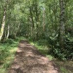 Photo showing a surfaced path leading through shady woodland. Birch and oak trees either side of the path.