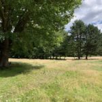 Photo of a selection of mature trees in a summery meadow.