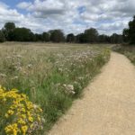 Photo of a surfaced path with long grass. Ragwort and thistles.