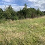 Photo of a meadow in late summer, show a patch of scrub surrounded by a fence.