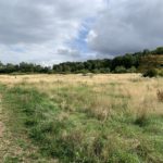 Photo of a meadows in late summer, with a rough path heading out.