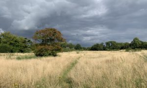 Photo of a meadows in late summer, with dark clouds behind.