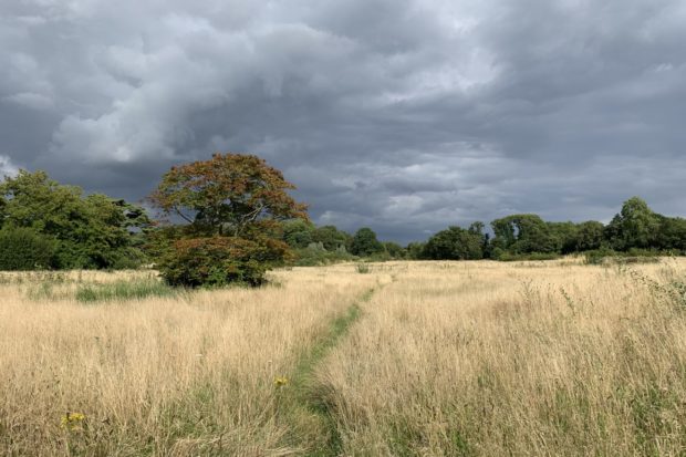 Photo of a meadows in late summer, with dark clouds behind.