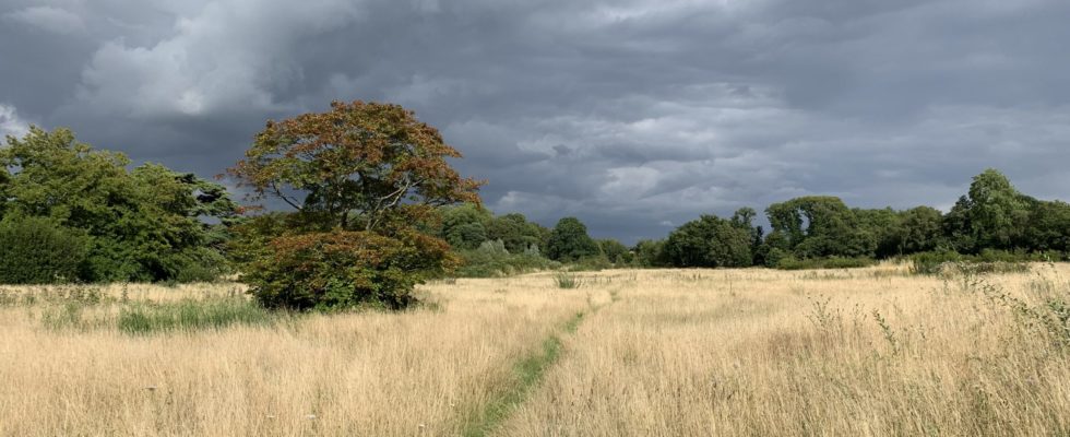 Photo of a meadows in late summer, with dark clouds behind.