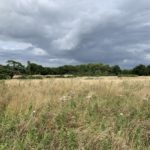 Photo of a meadows in late summer, with dark clouds behind.