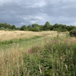 Photo of a meadows in late summer, with dark clouds behind.