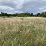 Photo of a meadows in late summer, with white flowering Yarrow in the foreground.