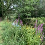 Photo of a shady path alongside the Basingstoke Canal. Bright purple and yellow wildflowers bloom beside it.
