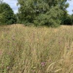 Photo of purple wildlfowers blooming in a late summer meadow.