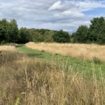 Photo of a path mown through a late summer meadow.