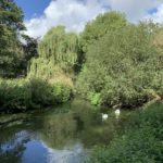 Photo of a river flowing beside and between large trees. A large willow tree drapes attractively. Two swans are swimming.