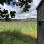 Photo taken at the side of a bird hide that looks out across a reed bed.