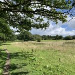 Photo of a grazed field. A mature oak tree overhangs the path attractively.