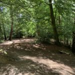 Photo of a shady deciduous woodland.