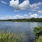 View out across a large lake. Geese swim across in the foreground.