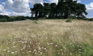 Photo of a late summer meadow with white flowering Wild Carrot in the long grass. You can see one of the wooded knolls on the skyline.