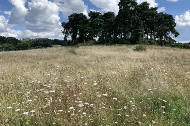 Photo of a late summer meadow with white flowering Wild Carrot in the long grass. You can see one of the wooded knolls on the skyline.