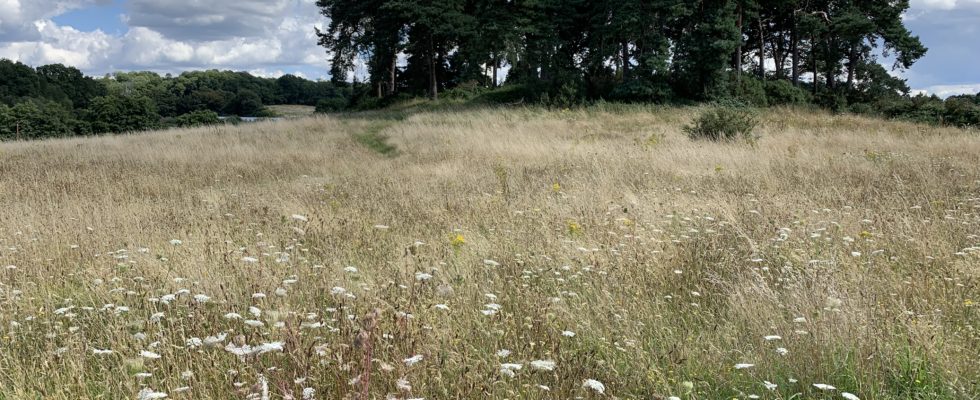 Photo of a late summer meadow with white flowering Wild Carrot in the long grass. You can see one of the wooded knolls on the skyline.