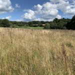 Photo of a late summer meadow. You can see one of the goal posts of the rugby field in the background.