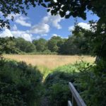 View from a bridge that crosses a small stream. View is out across a meadow towards the edge of a woodland.