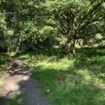 Photo of a woodland path. Large oak trees cast a pleasant shade.