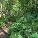 Photo of a woodland path. Tall bracken either side of the path.