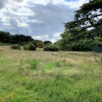 Photo of a late summer meadow. Long grass and thistles in seed. A large Cedar tree stands to one side.