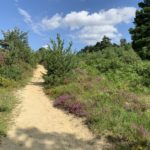 Photo of a footpath with heather and smaller trees either side.