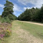 Photo of a wide track. Heather blooms in the foreground.