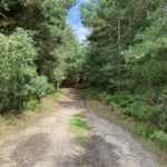 Photo of a wide track leading off into woodland.