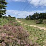 Photo of a wide track, with pylon and overhead wires. Heather blooms in the foreground.