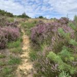 Photo of a narrow path snaking its way through heather and other low-growing vegetation where birds might be nesting.