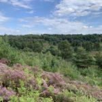 Photo of a lovely view, with heather in flower in the foreground and scattered pine trees in the distance.