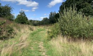 Photo of a mown path through a late summer meadow. Trees and a hedgerow.