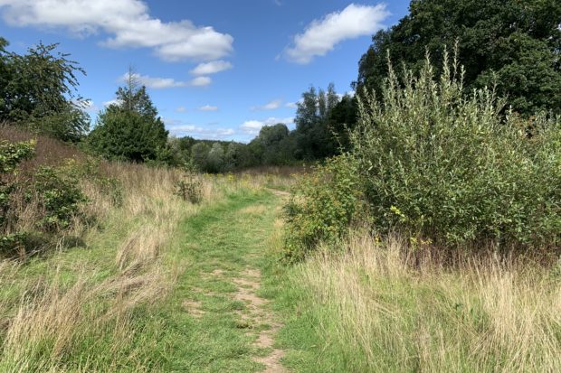 Photo of a mown path through a late summer meadow. Trees and a hedgerow.