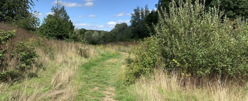 Photo of a mown path through a late summer meadow. Trees and a hedgerow.