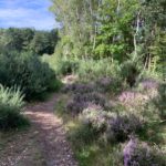 Pretty photo of a small path winding downhill, past trees and clumps of purple heather.