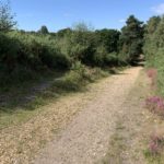 Photo of a wide gravely track, with tall gorse bushes either side.