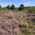 Photo showing the purple Common Heather in flower, the colour goes off into the diatance.