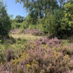 Photo of purple Common Heather and and bright Yellow Dwarf Gorse in flower.