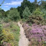 Photo of a small path with heather in flower either side.