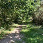 Photo of an attractive woodland path.