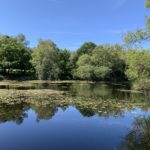 Photo of an attractive lake covered in water lilies and other aquatic vegetation. Surrounded by trees.