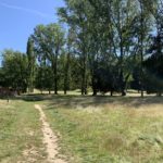 Photo showing a rough mown path that runs past a line of tall Poplar trees.