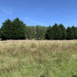 Photo of a meadow. Large conifers stand tall in the middle distance.