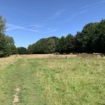 Photo of a large open space. A line of conifers flanks the path.