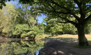 Photo of a pond, an Oak tree casts shade and the pond reflects the surrounding trees.