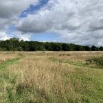 Photo looking across a late summer meadow. The grass is long and dry.